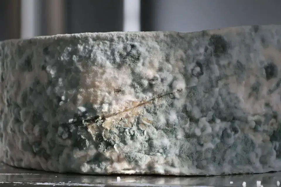 Understanding the Threat of Mold & Moisture — Garland
